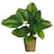 2.5ft. Large Leaf Philodendron Plant in Wicker Basket